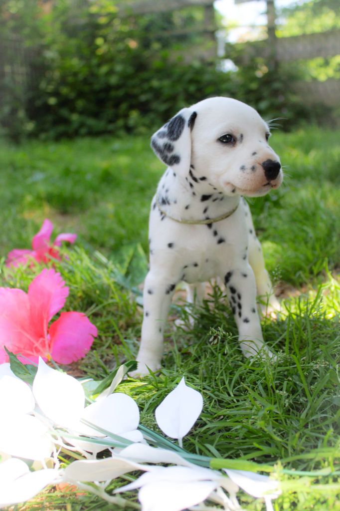 Des Dalma d'Olympe - Chiots disponibles - Dalmatien