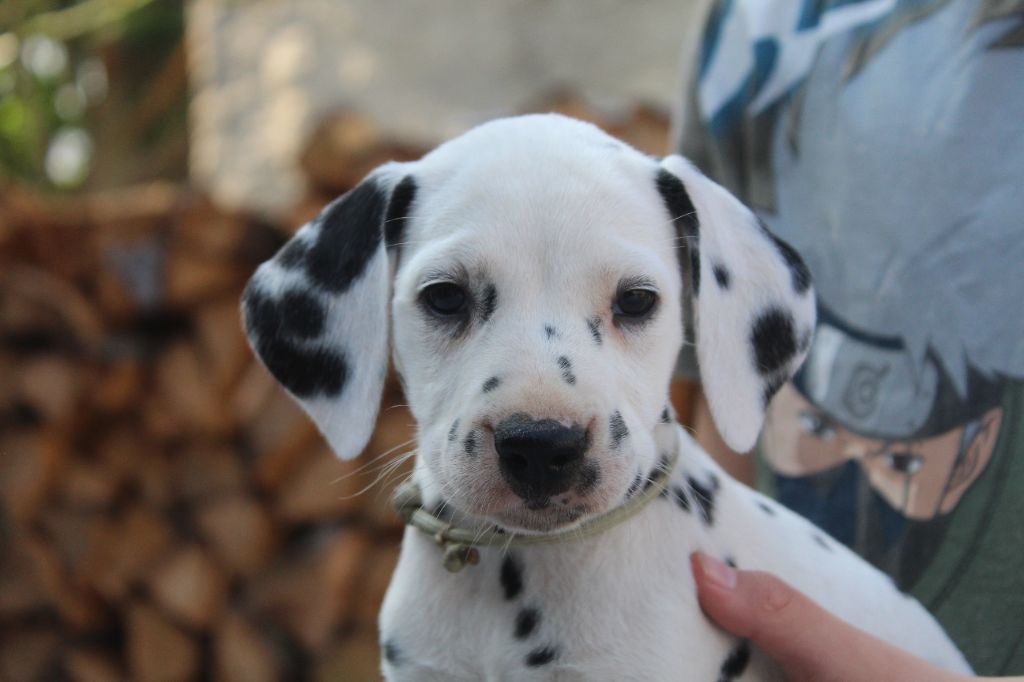 Des Dalma d'Olympe - Chiots disponibles - Dalmatien