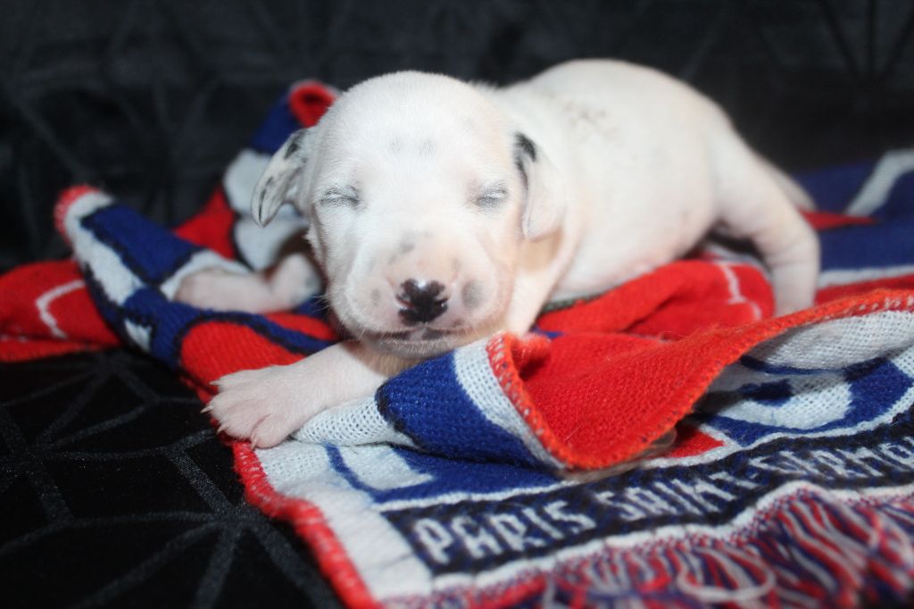 Des Dalma d'Olympe - Chiots disponibles - Dalmatien