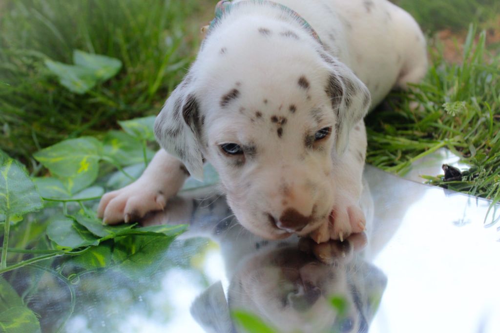 Des Dalma d'Olympe - Chiots disponibles - Dalmatien