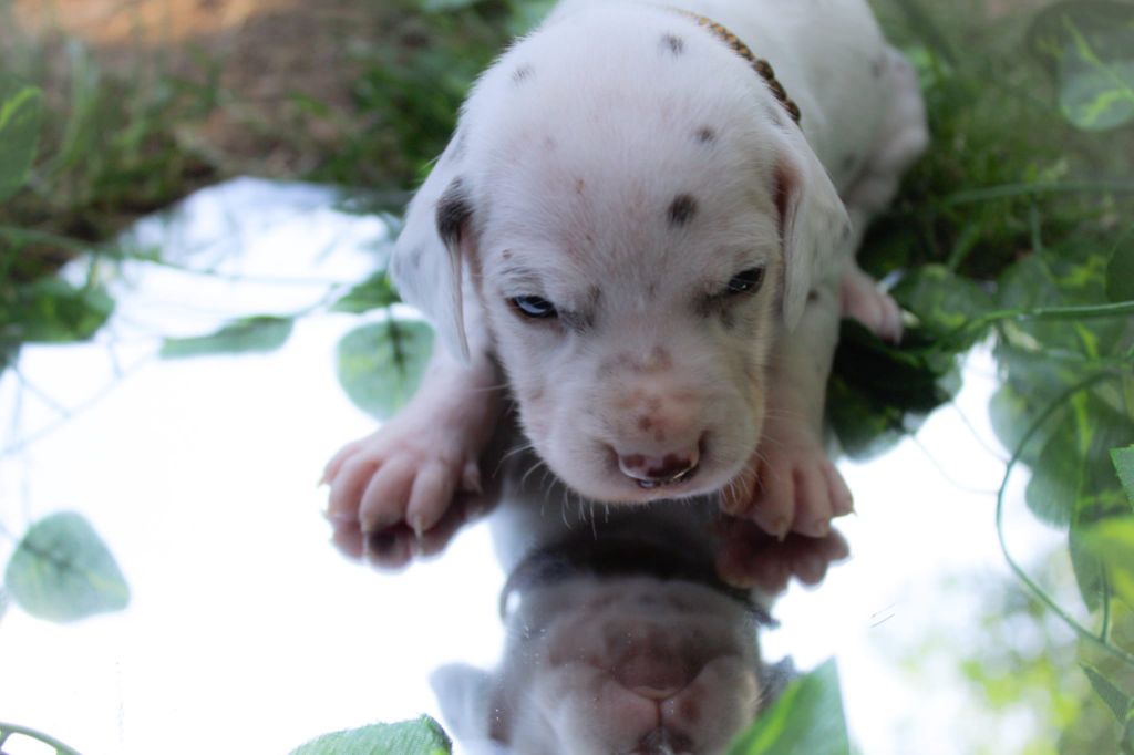 Des Dalma d'Olympe - Chiots disponibles - Dalmatien