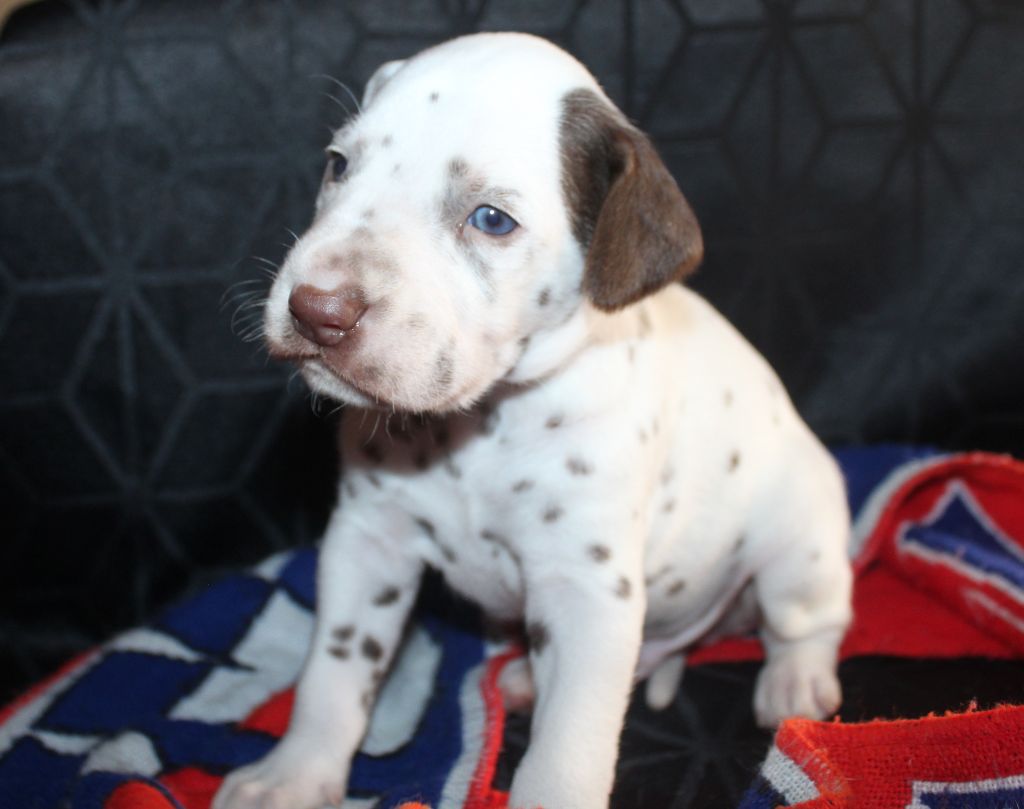Des Dalma d'Olympe - Chiots disponibles - Dalmatien