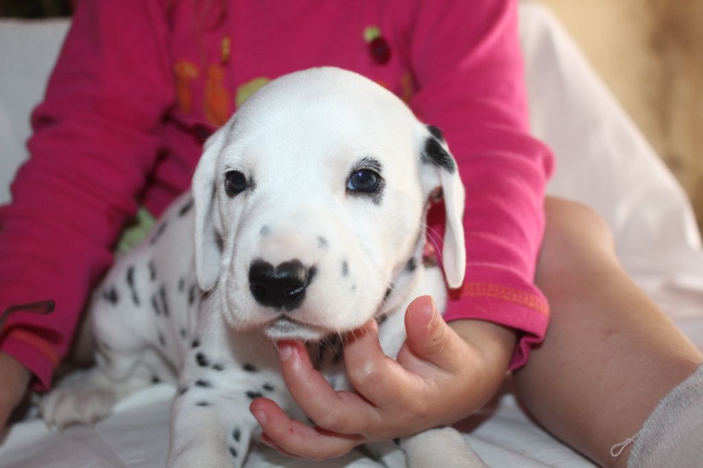 Des Dalma d'Olympe - Chiots disponibles - Dalmatien