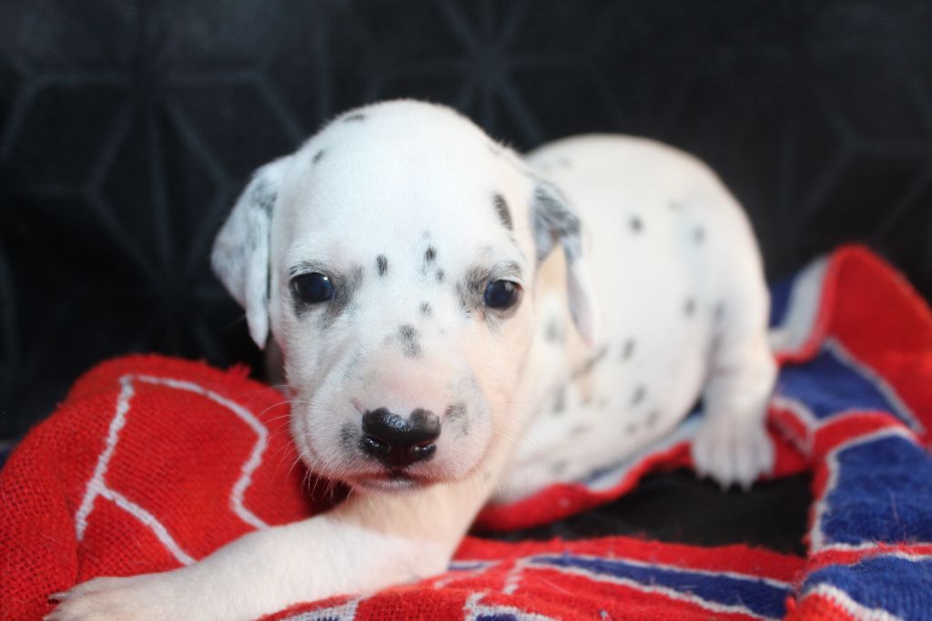 Des Dalma d'Olympe - Chiots disponibles - Dalmatien