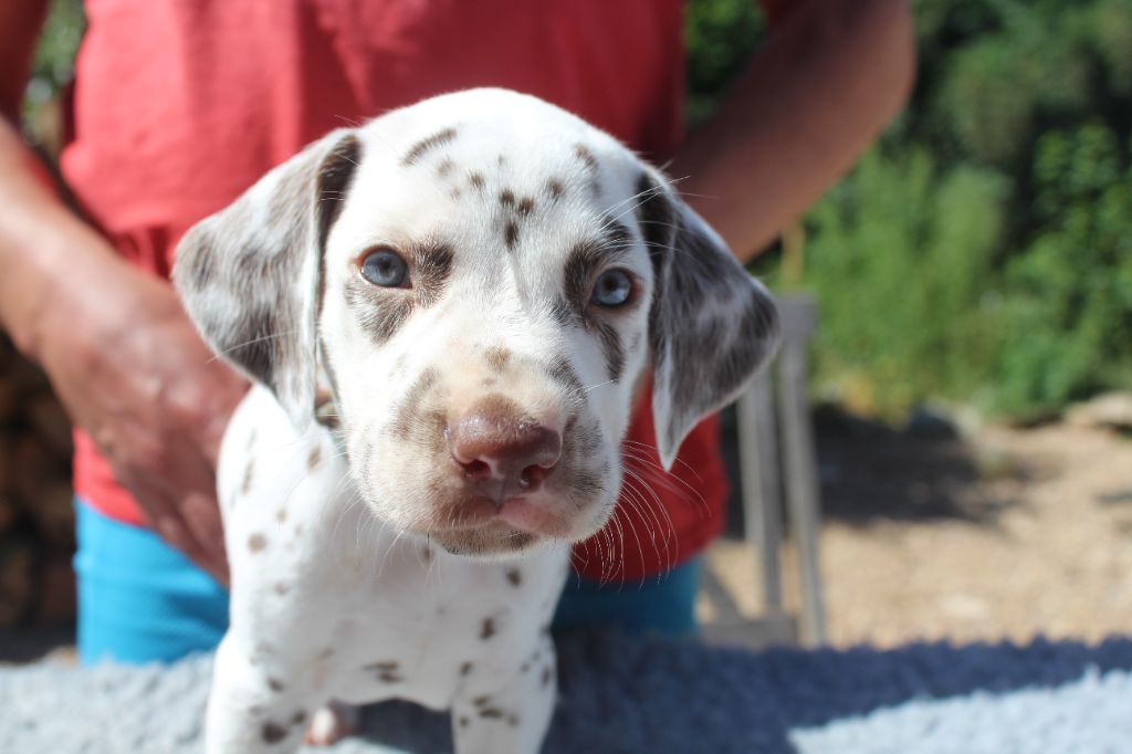 Des Dalma d'Olympe - Chiots disponibles - Dalmatien