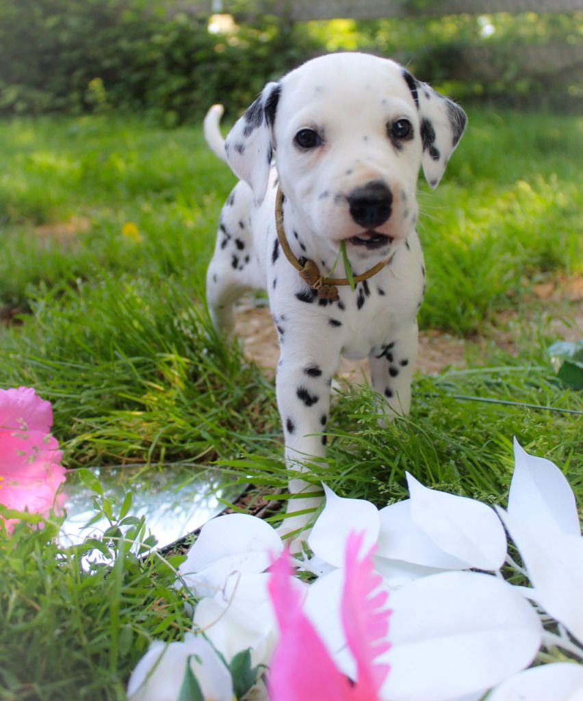 Des Dalma d'Olympe - Chiots disponibles - Dalmatien