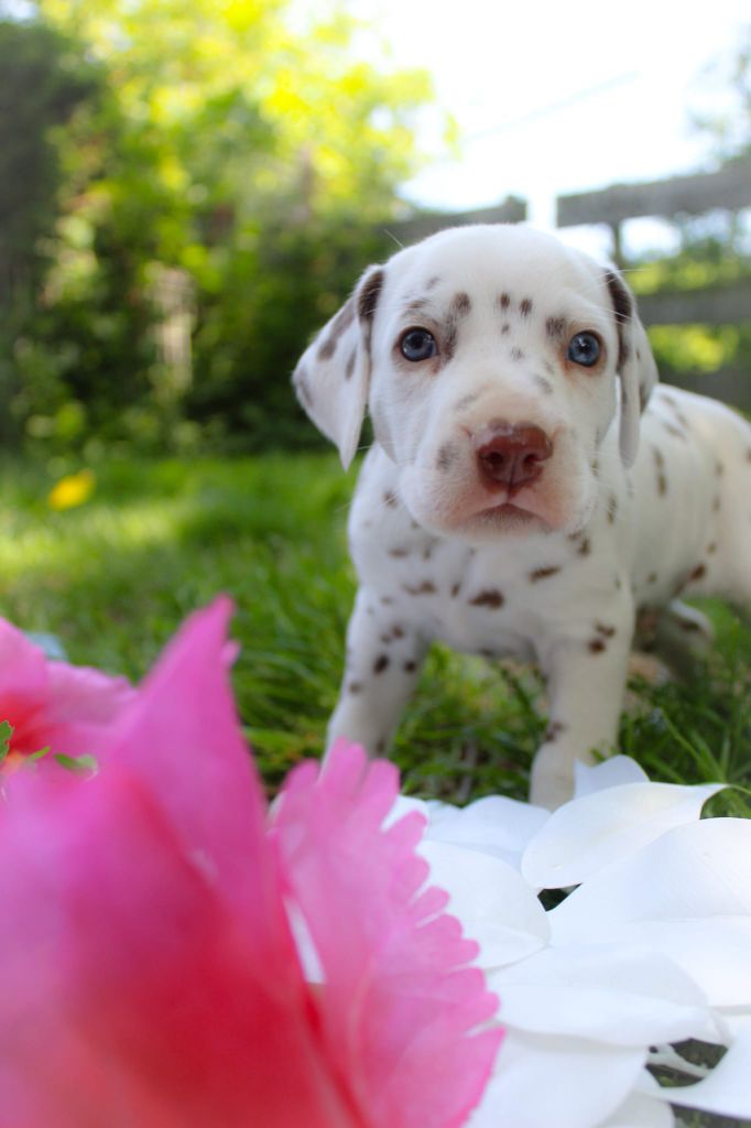 Des Dalma d'Olympe - Chiots disponibles - Dalmatien